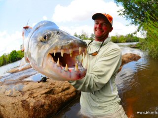 huge-tigerfish