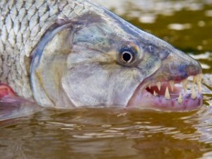 blog-May-26-2013-1-fly-fishing-for-tigerfish