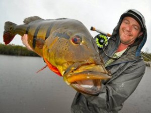 Jeff-Currier-South-America-Peacock