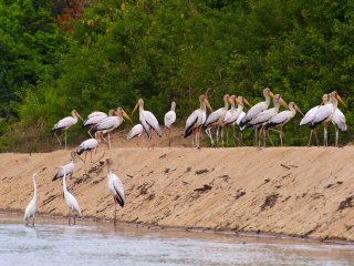 blog-Nov-11-2013-1-African-storks