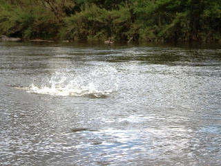 blog-Nov-12-2013-10-flyfishing-for-vundu