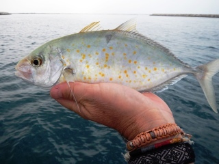 blog-March-22-2014-18-orange-spot-trevally