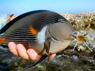 blog-March-31-2014-7-red-sea-surgeonfish