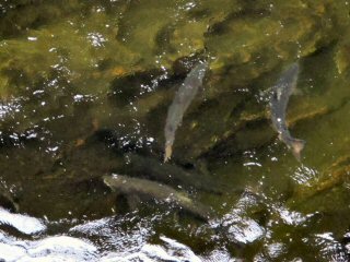 blog-Aug-8-2014-4-atlantic-salmon-with-icelandic-fly-fishermen