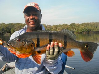 blog-Sept-23-2014-2-flyfishing-for-peacock-bass