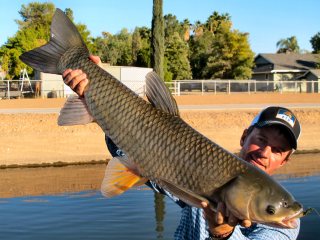 blog-Sept-23-2014-3-jeff-currier-flyfishing-for-grass-carp