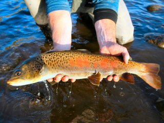 blog-Oct-14-2014-3-flyfishing-in-mongolia