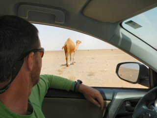 blog-May-3-2015-1-camel-crossing-in-oman