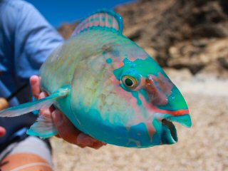 blog-May-3-2015-12-parrotfish