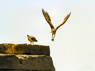 blog-May-3-2015-7-osprey-in-oman