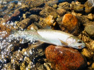 blog-Sept-8-2015-4-flyfishing-idaho