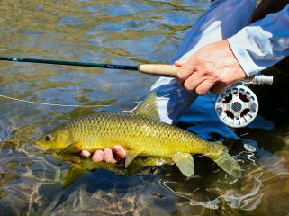 blog-Nov-24-2015-6-flyfishing-for-smallmouth-yellowfish