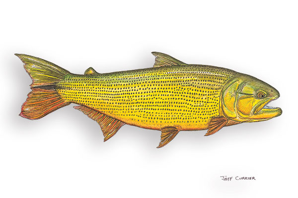 jeff currier golden dorado