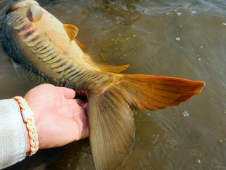 mirror carp