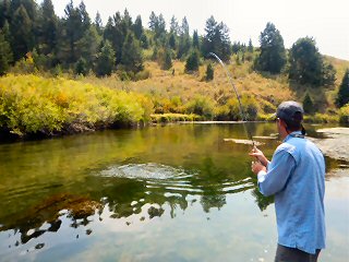 big cutthroat trout