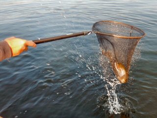 gulper fly fishing