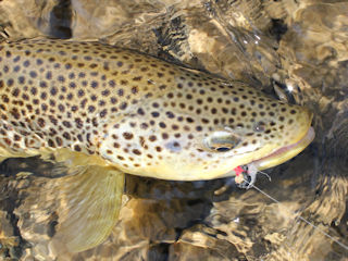 brown trout