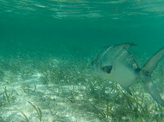 permit release