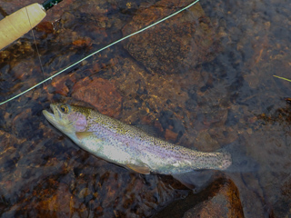 trout fishing in Africa