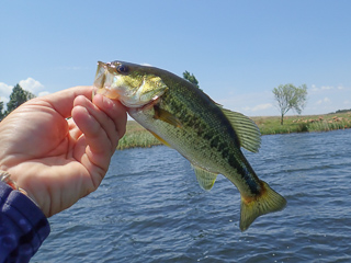 largemouth bass in South Africa