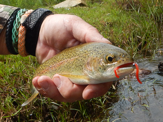 Spekboom-River-flyfishing