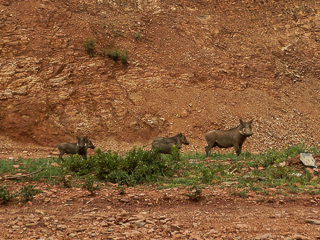 warthogs