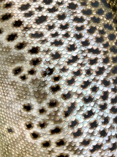 brown-trout-iceland