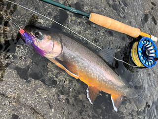 Arctic-char-iceland