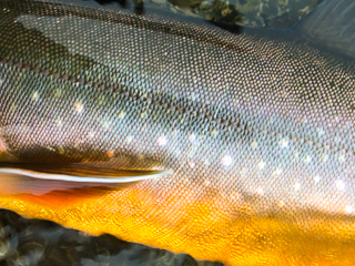 Arctic-char