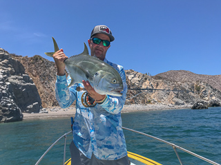 Jack-Crevalle