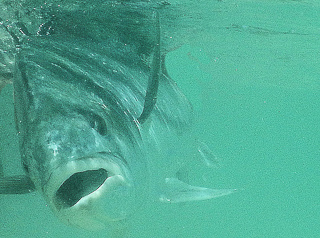 roosterfish