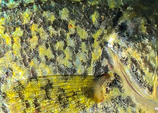 black-crappie