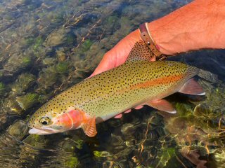 rainbow-trout