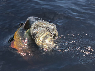 20lb-peacock-bass