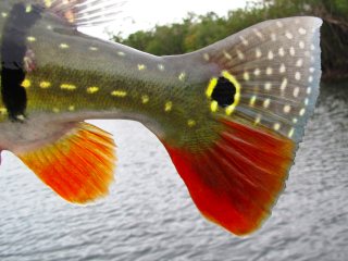 peacock-bass