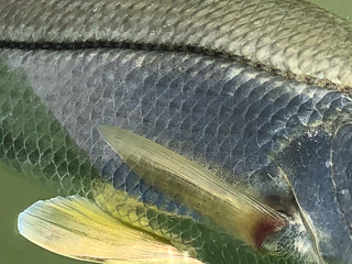 snook-fishing