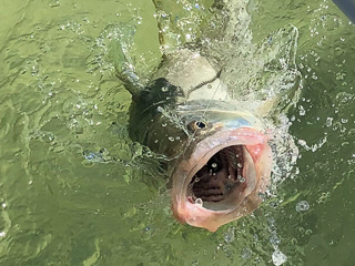 snook-flies