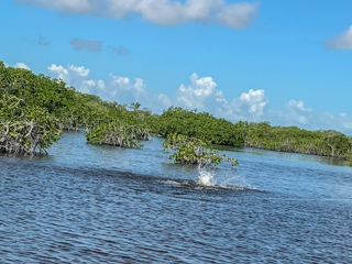 jumping-tarpon