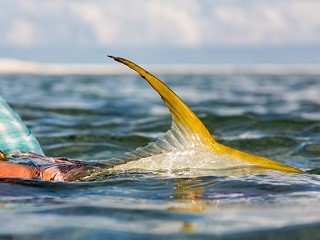 Indo-Pacific-permit