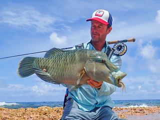 Napoleon-Wrasse