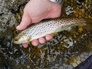 Trout-Spain
