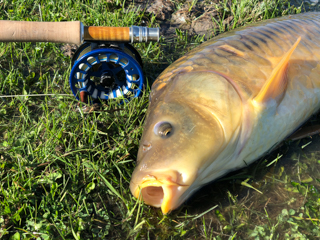 mirror-carp