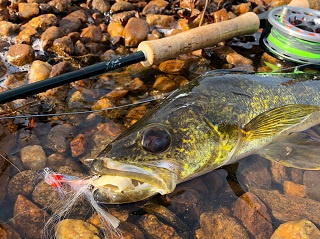 walleye