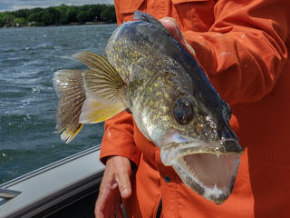 walleye-flies