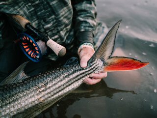 brevis-tigerfish