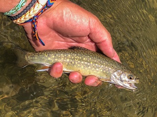 brook-trout