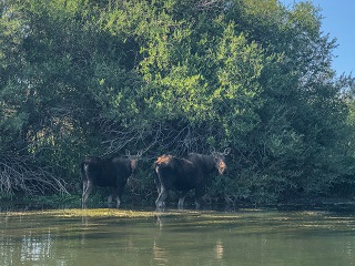 fly-fishing