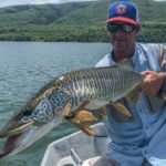 Jeff-Currier-tiger-muskie