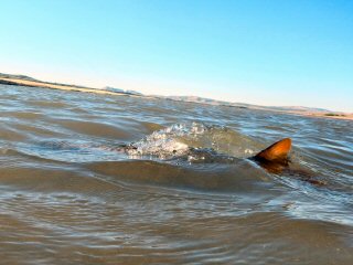 tailing-carp
