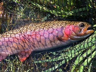 flyfishing